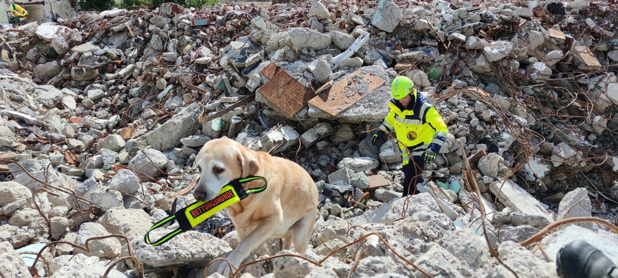 Die Rettungshunde kommen auch bei Katastrophen wie schweren Erdbeben im Ausland zum Einsatz.