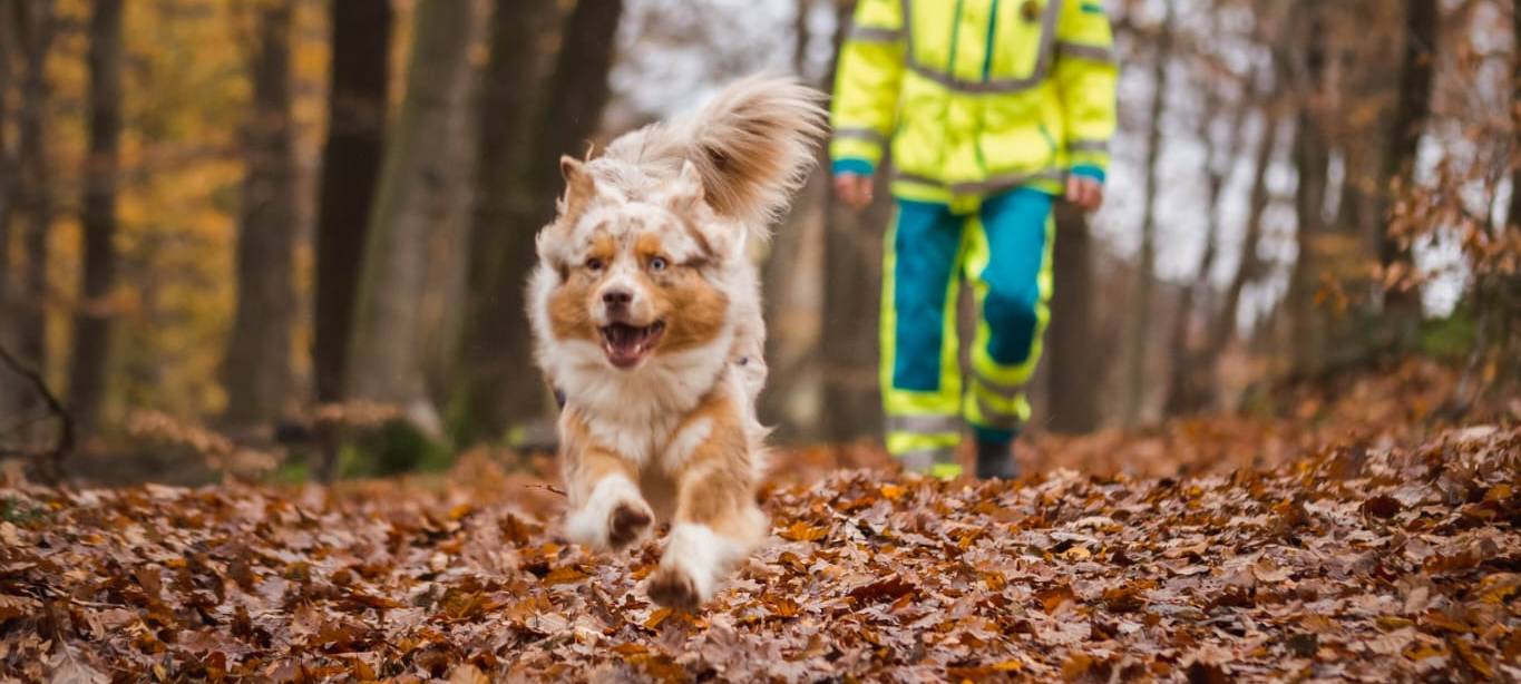 Hund und Hundeführer im Einsatz.