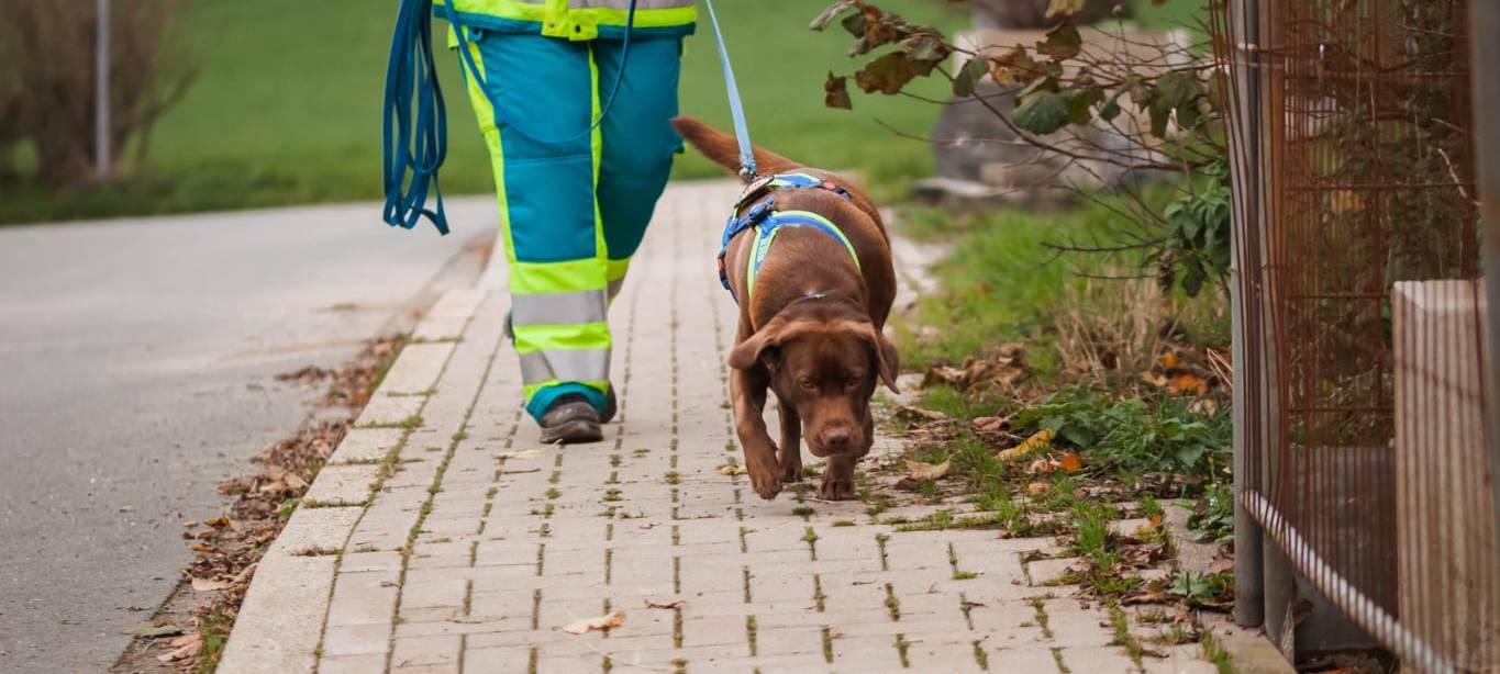 Die Freiwillige Feuerwehr Lüdenscheid kann durch die Rettungshunde auch ihre Menschensuche und -rettung optimieren.