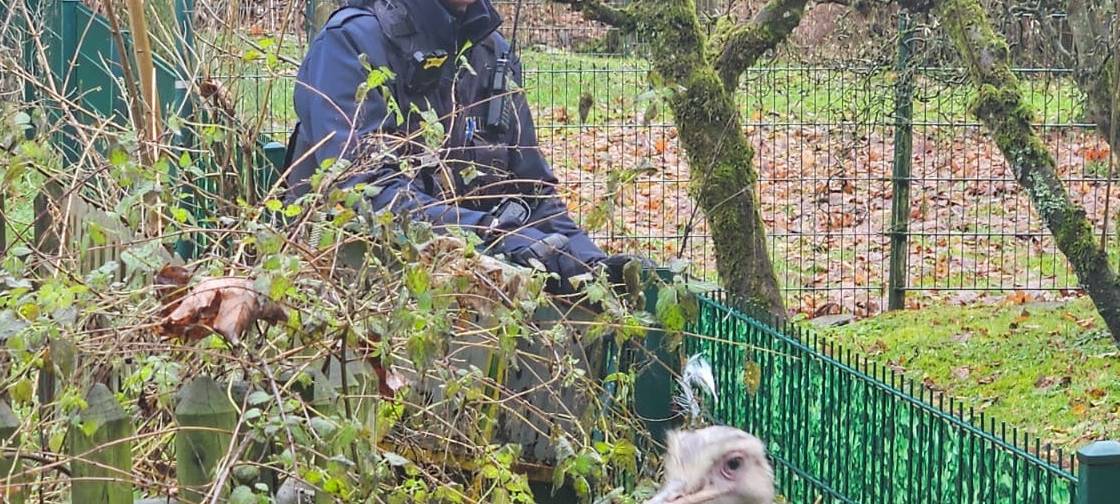 Ein Vogelstrauß im Gebüsch, ein Polizist steht hinter ihm und lächelt in die Kamera.