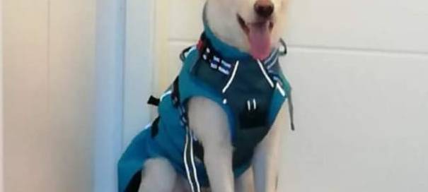 Hund Torres in Hemer entlaufen