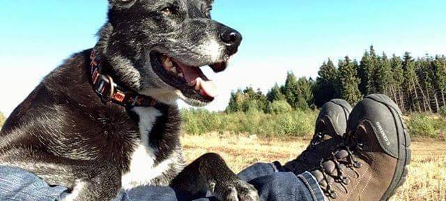 Tierheime vermitteln keine Tiere über Weihnachten