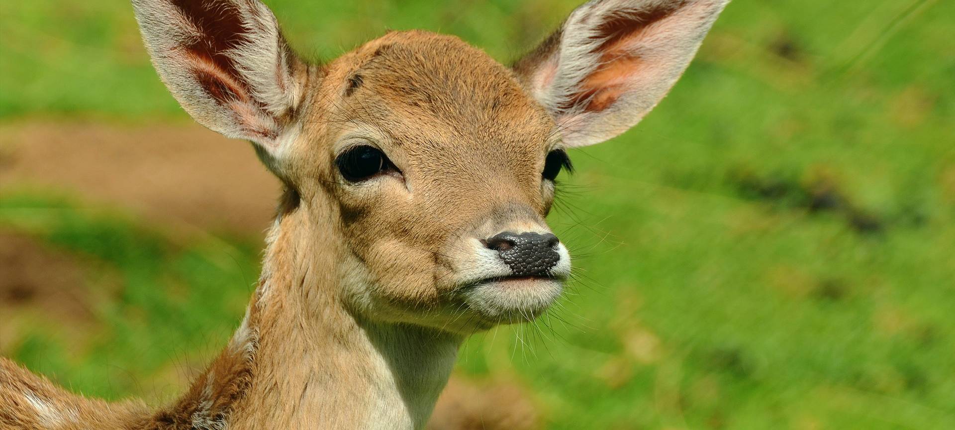 Stress in den Wäldern