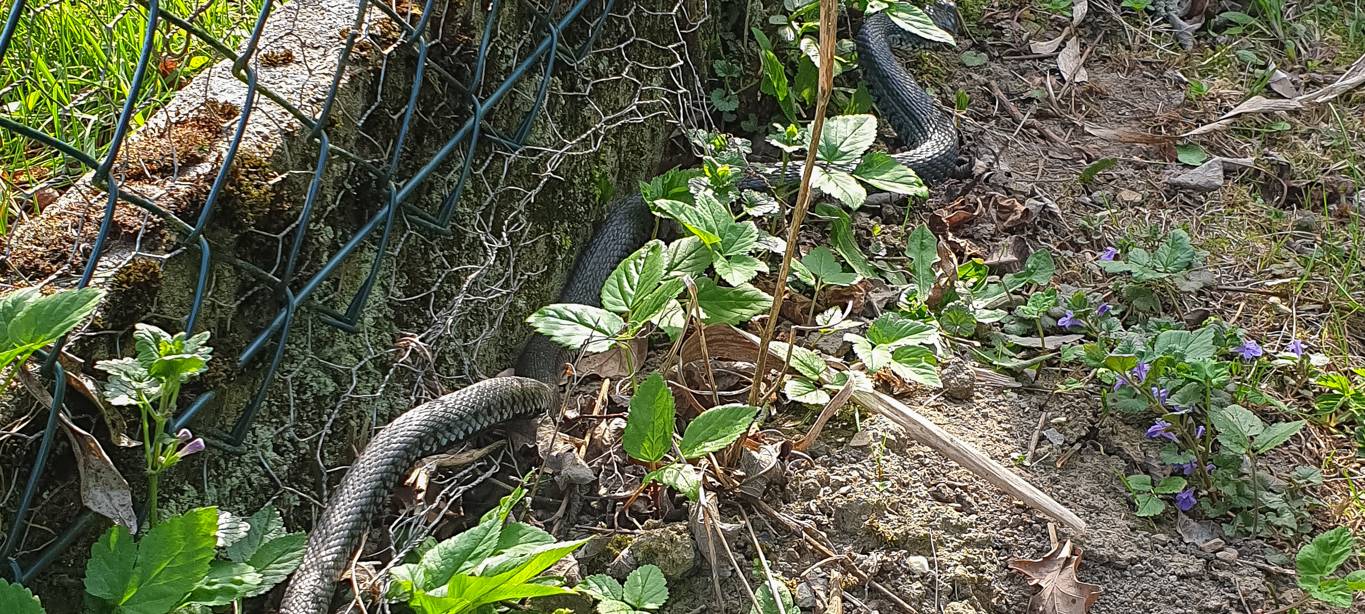 Feuerwehr befreit fest gebissene Schlange