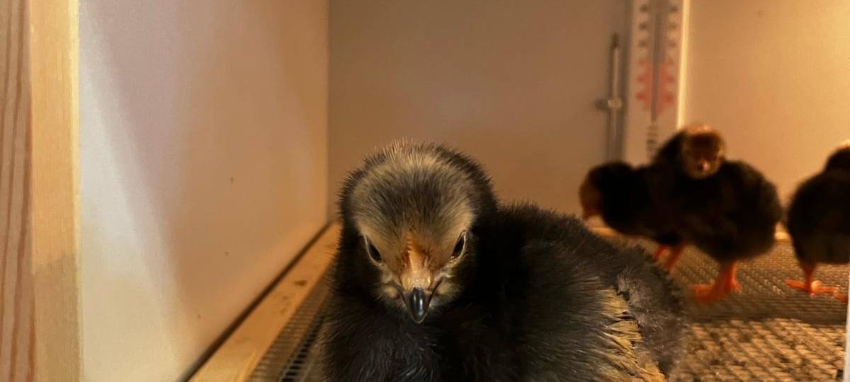 Schlüpfen in der Kita: "Vom Ei zum Küken" in der Kita Holthausen in Plettenberg