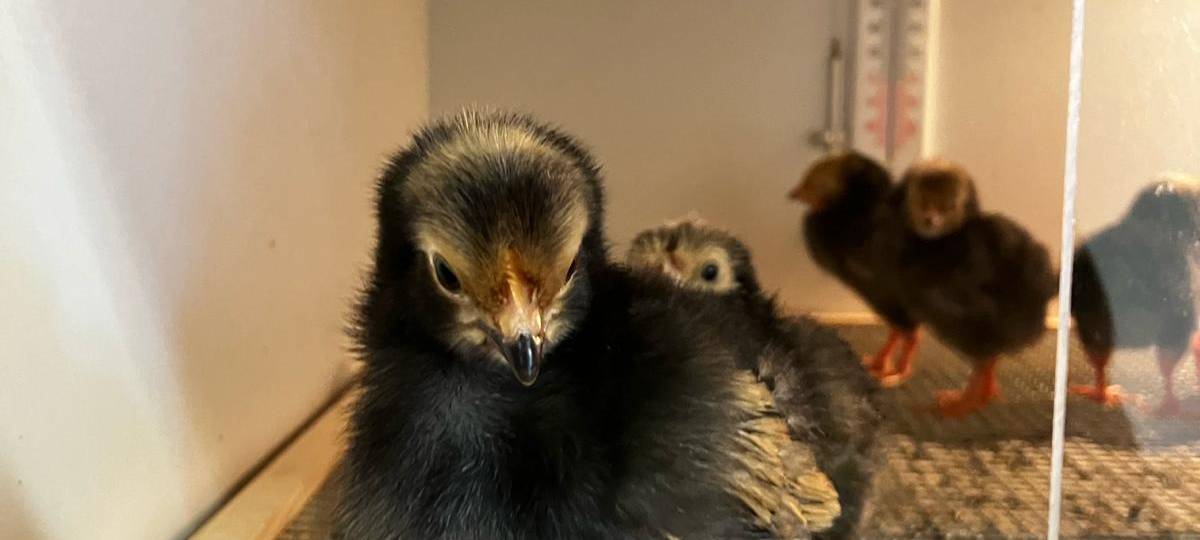 Schlüpfen in der Kita: "Vom Ei zum Küken" in der Kita Holthausen in Plettenberg