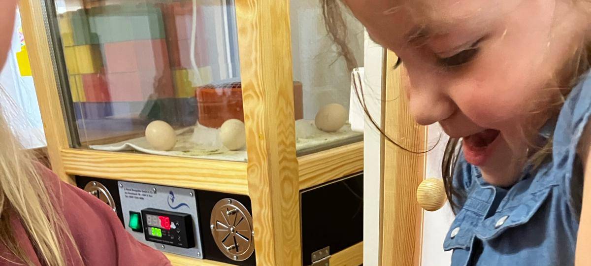 Mit viel Vorsicht und Fingerspitzengefühl haben die Kinder die Küken eine Woche lang umsorgt.