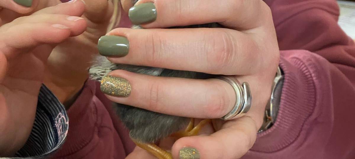 Schlüpfen in der Kita: "Vom Ei zum Küken" in der Kita Holthausen in Plettenberg