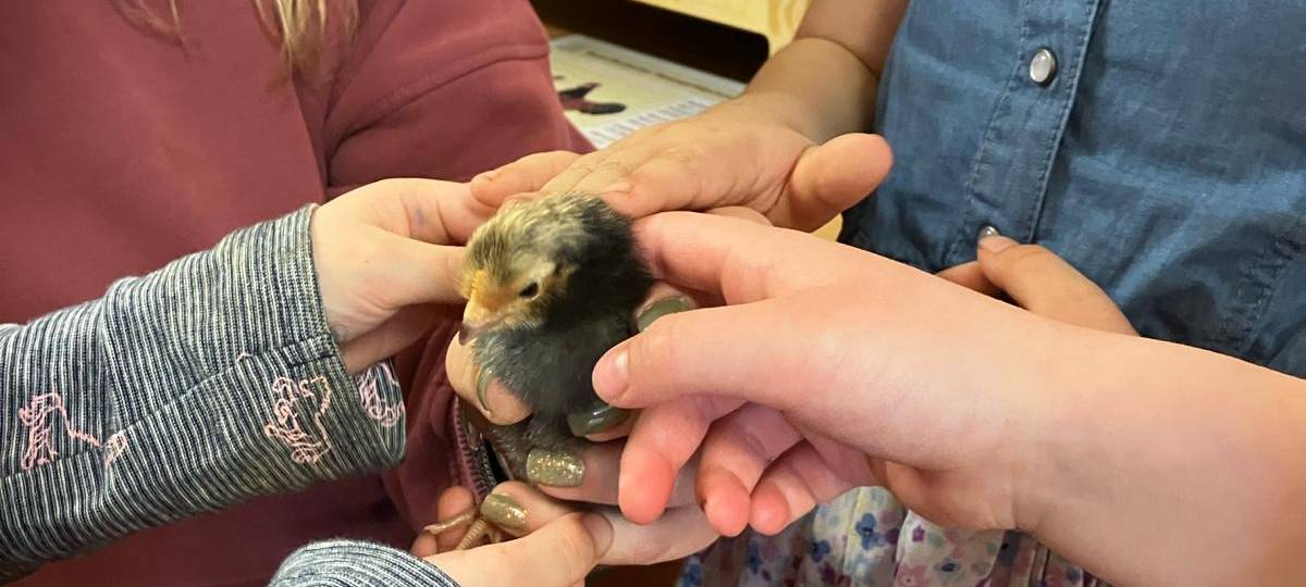 Schlüpfen in der Kita: "Vom Ei zum Küken" in der Kita Holthausen in Plettenberg