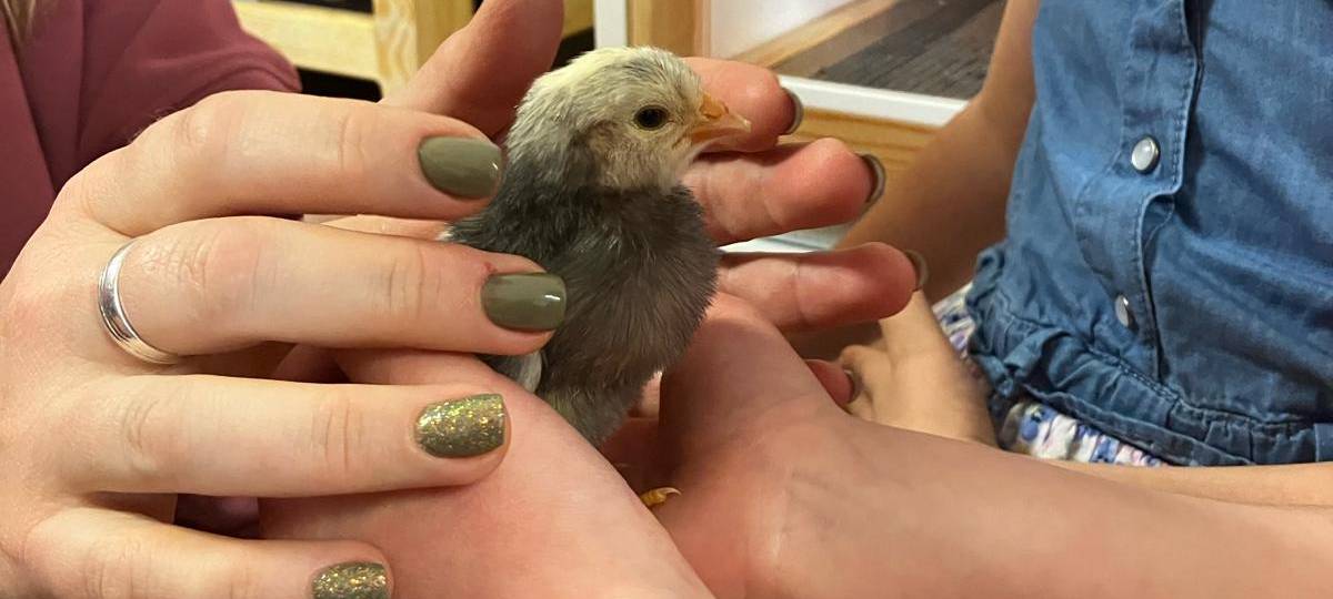 Schlüpfen in der Kita: "Vom Ei zum Küken" in der Kita Holthausen in Plettenberg