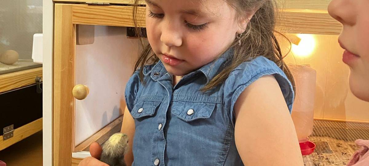 Schlüpfen in der Kita: "Vom Ei zum Küken" in der Kita Holthausen in Plettenberg