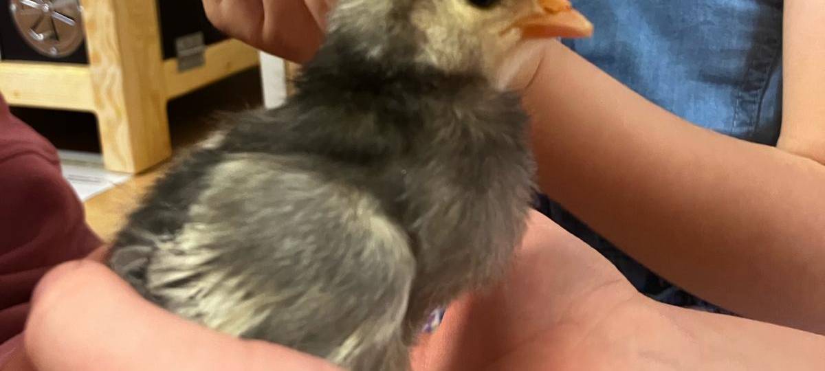 Schlüpfen in der Kita: "Vom Ei zum Küken" in der Kita Holthausen in Plettenberg