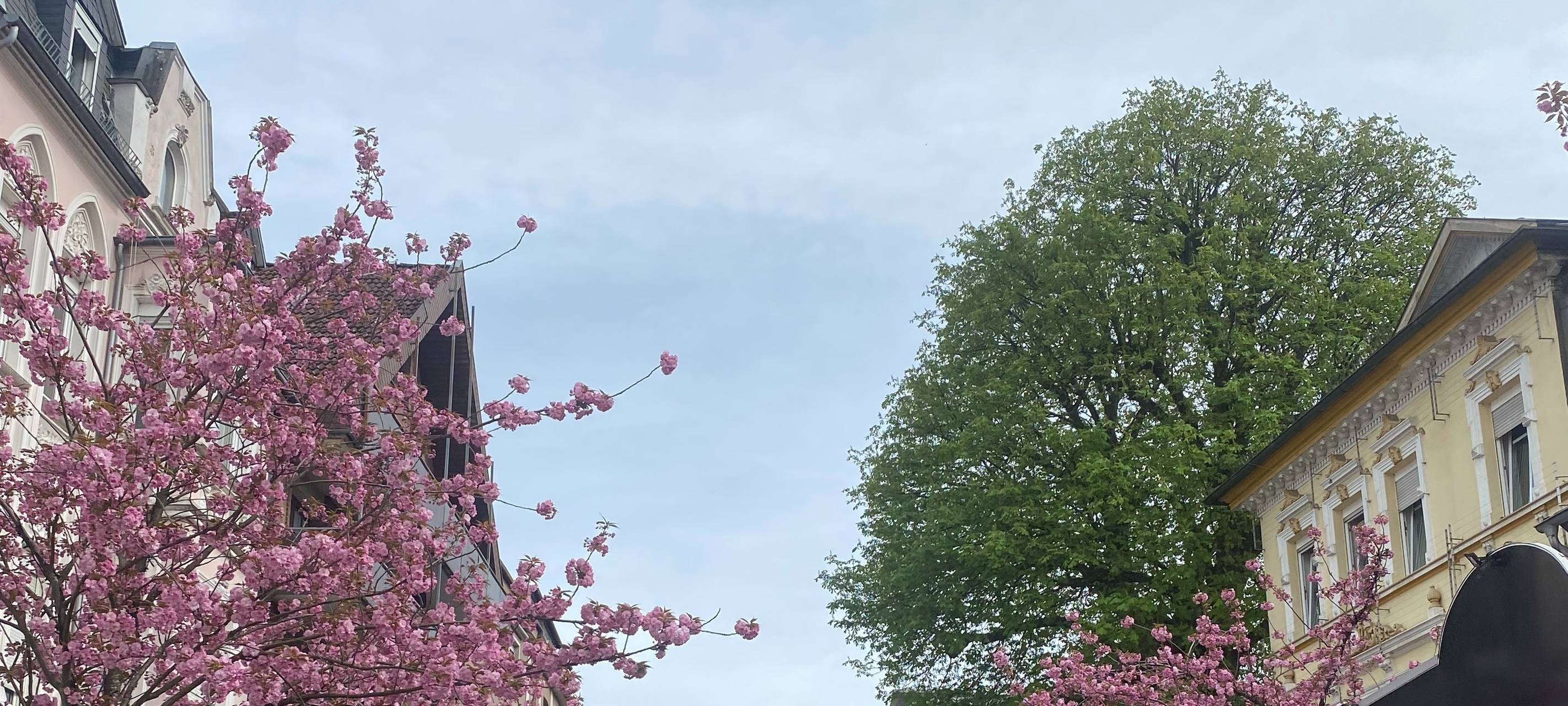 Bilder vom Mendener Frühling 2024