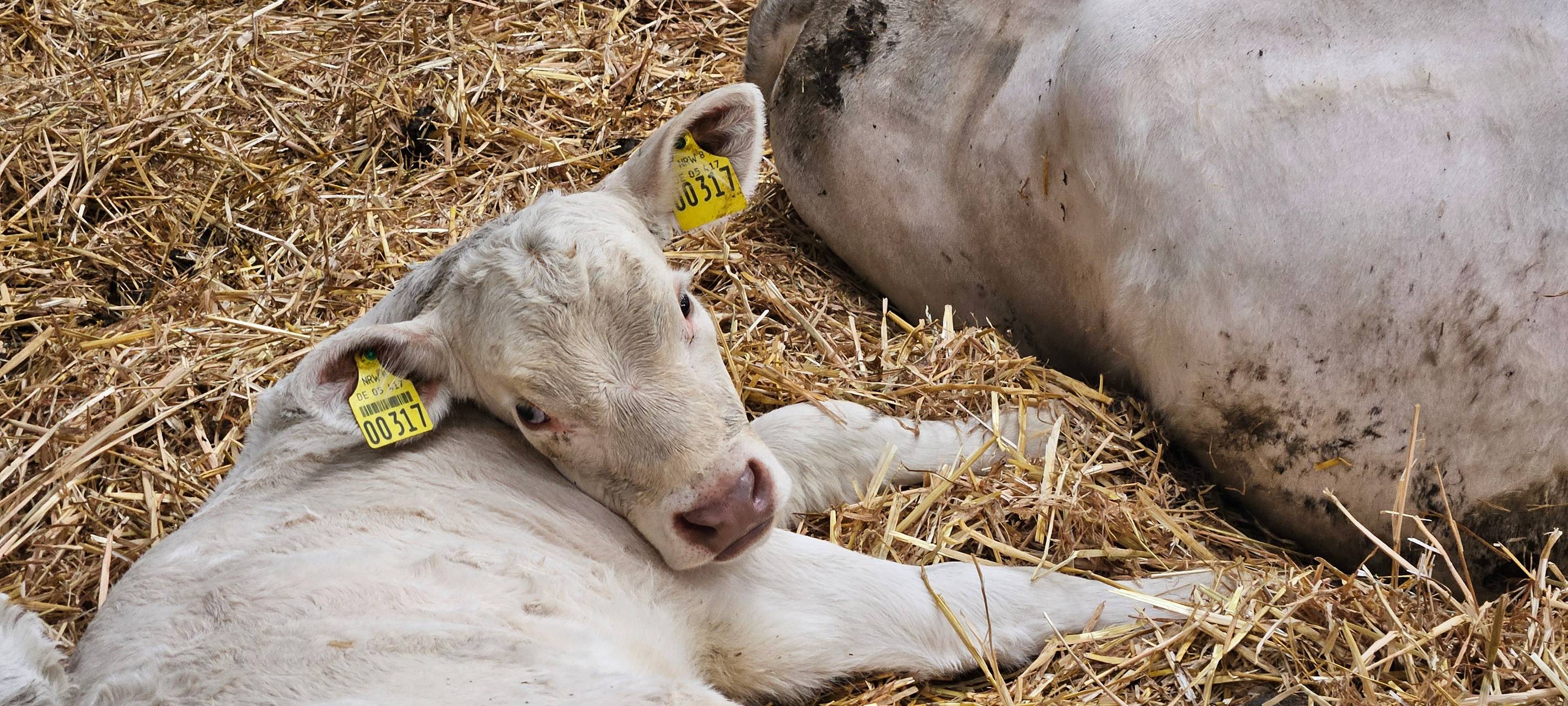 Ein Leben für Kühe in Meinerzhagener Pension
