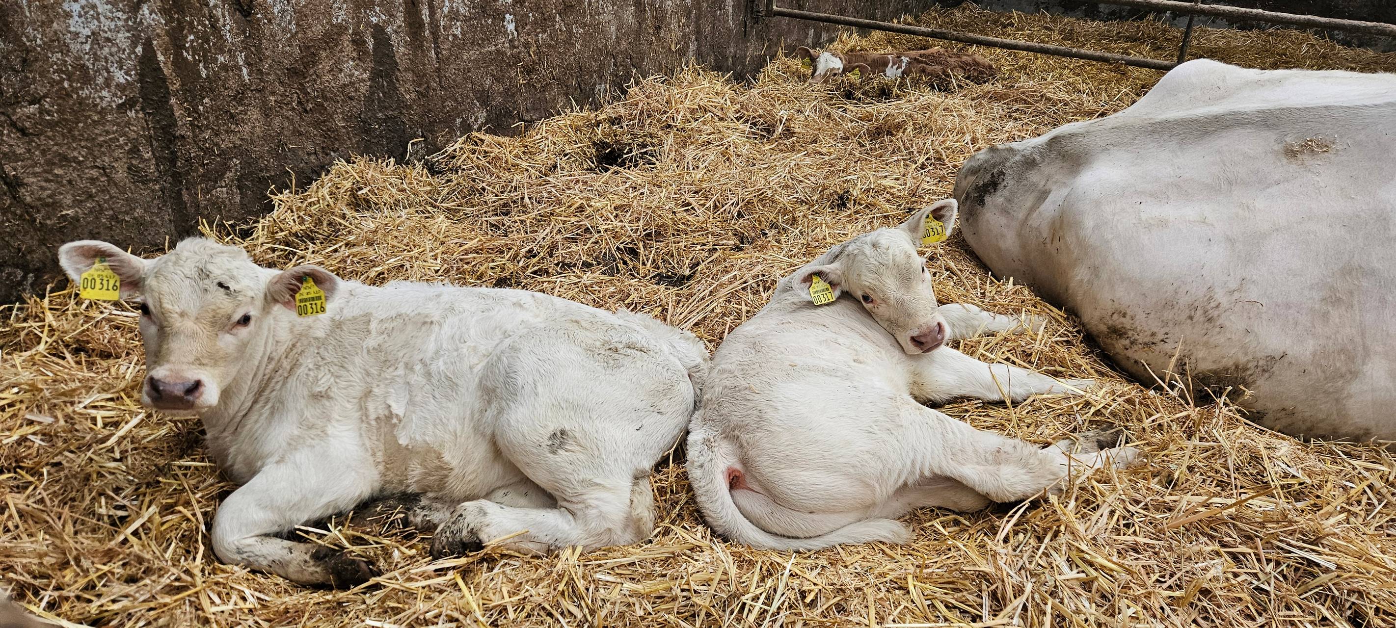 Ein Leben für Kühe in Meinerzhagener Pension