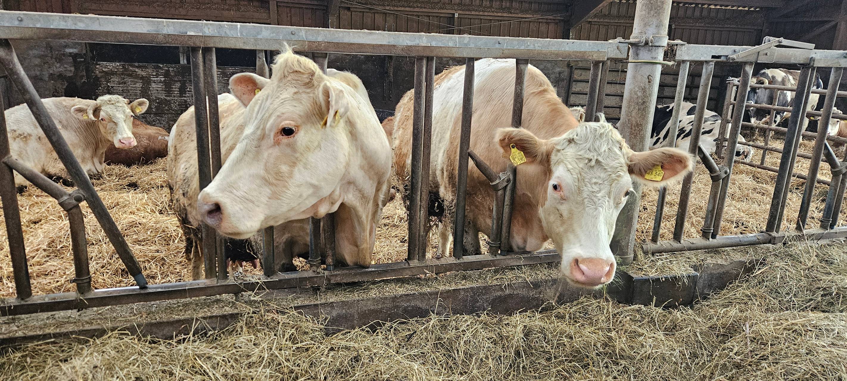 Ein Leben für Kühe in Meinerzhagener Pension