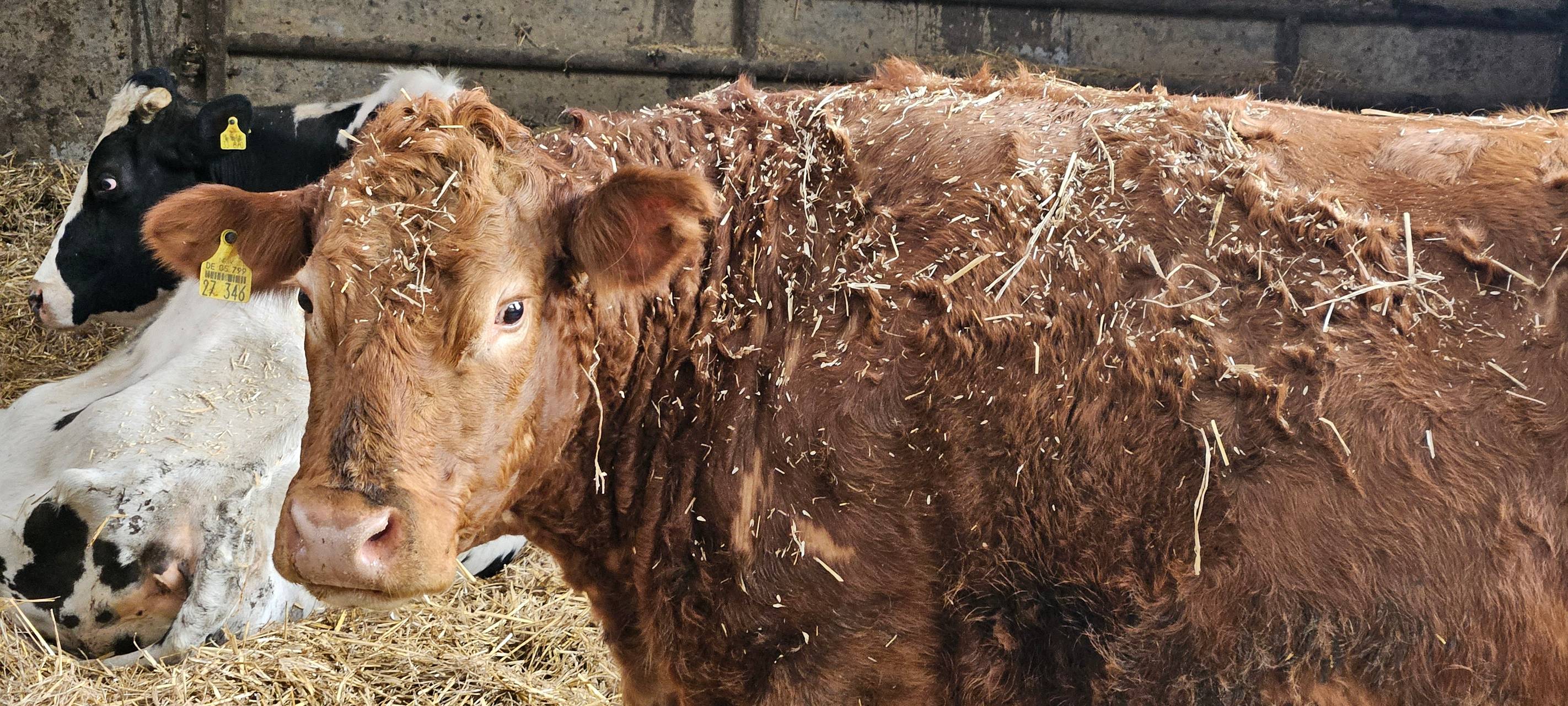 Ein Leben für Kühe in Meinerzhagener Pension