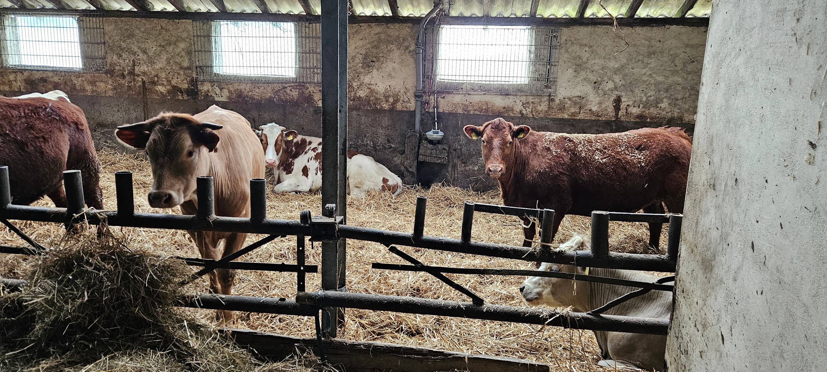 Ein Leben für Kühe in Meinerzhagener Pension