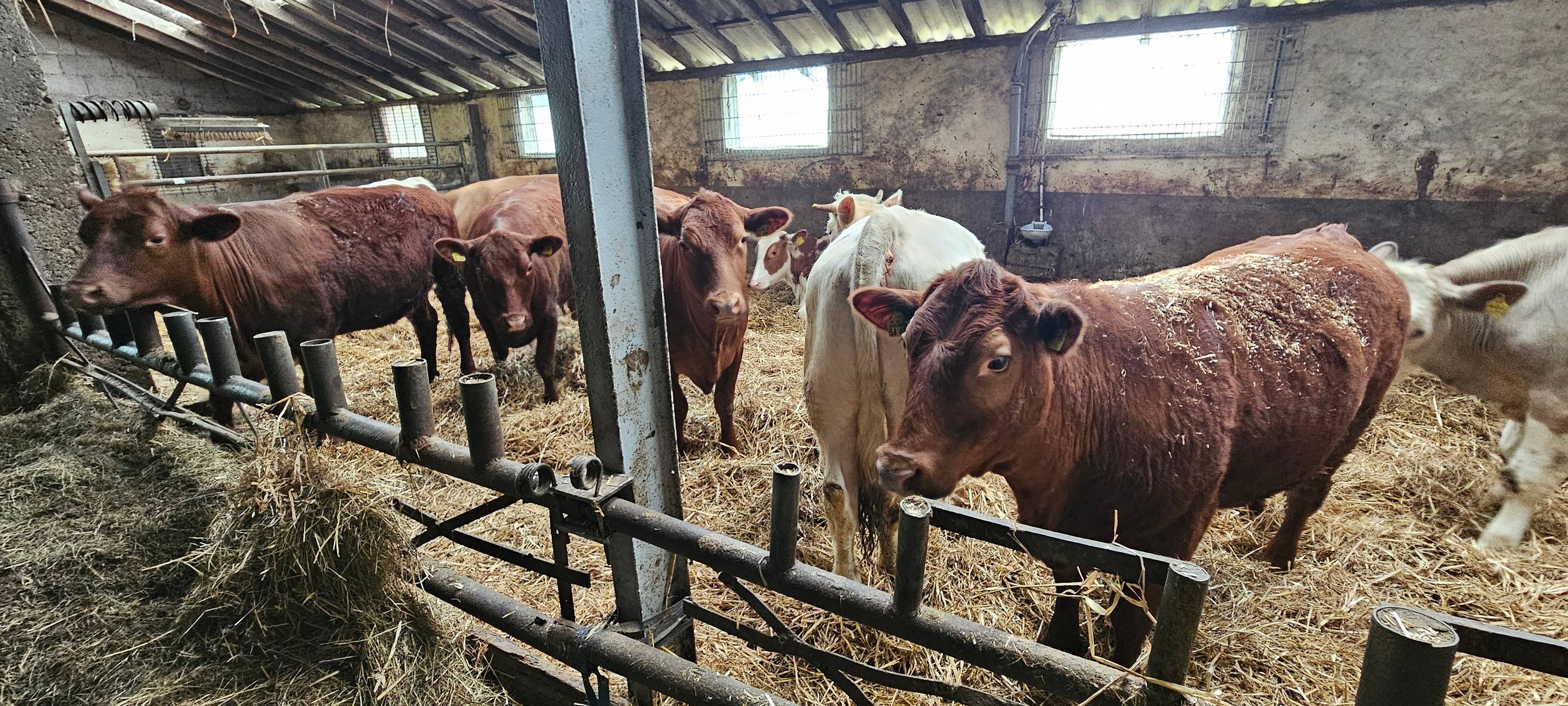 Ein Leben für Kühe in Meinerzhagener Pension