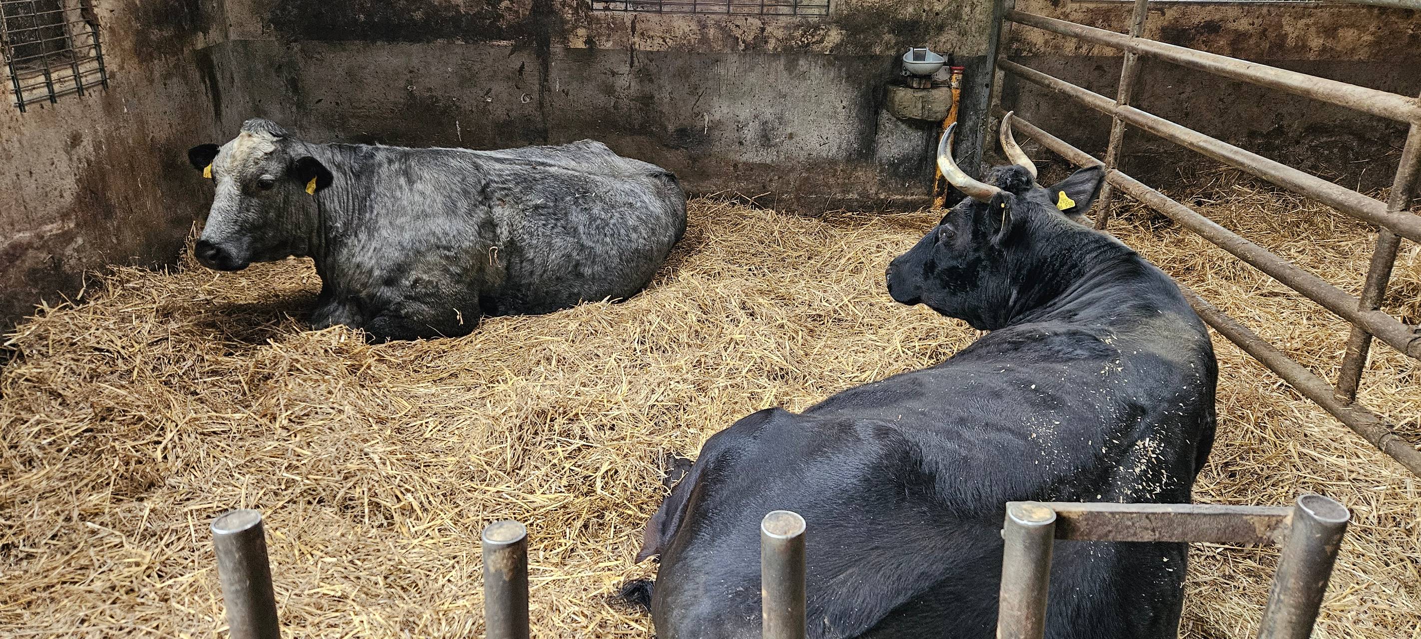Ein Leben für Kühe in Meinerzhagener Pension