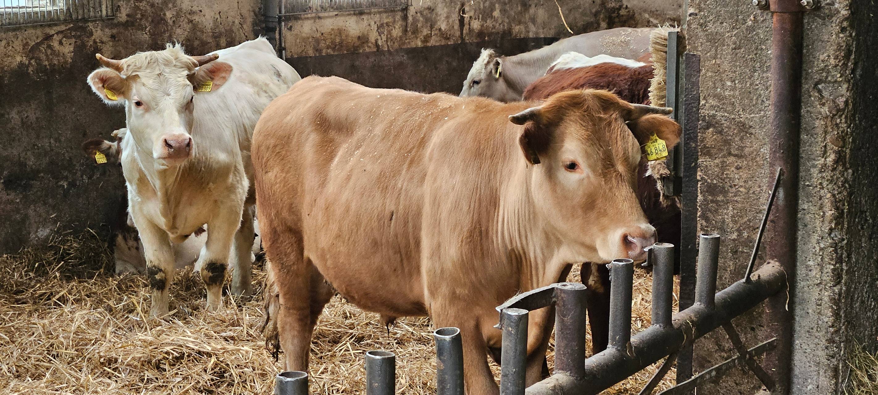 Ein Leben für Kühe in Meinerzhagener Pension