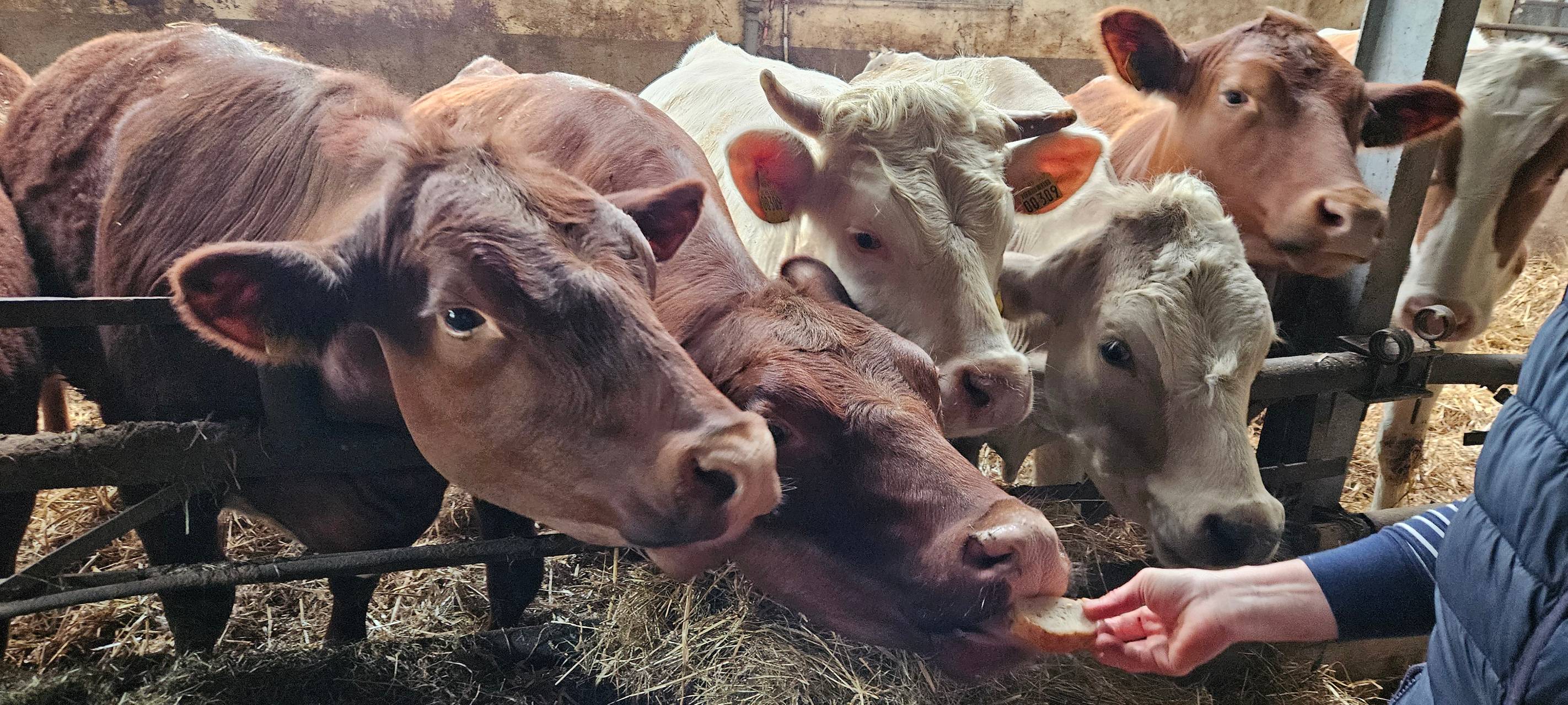 Ein Leben für Kühe in Meinerzhagener Pension