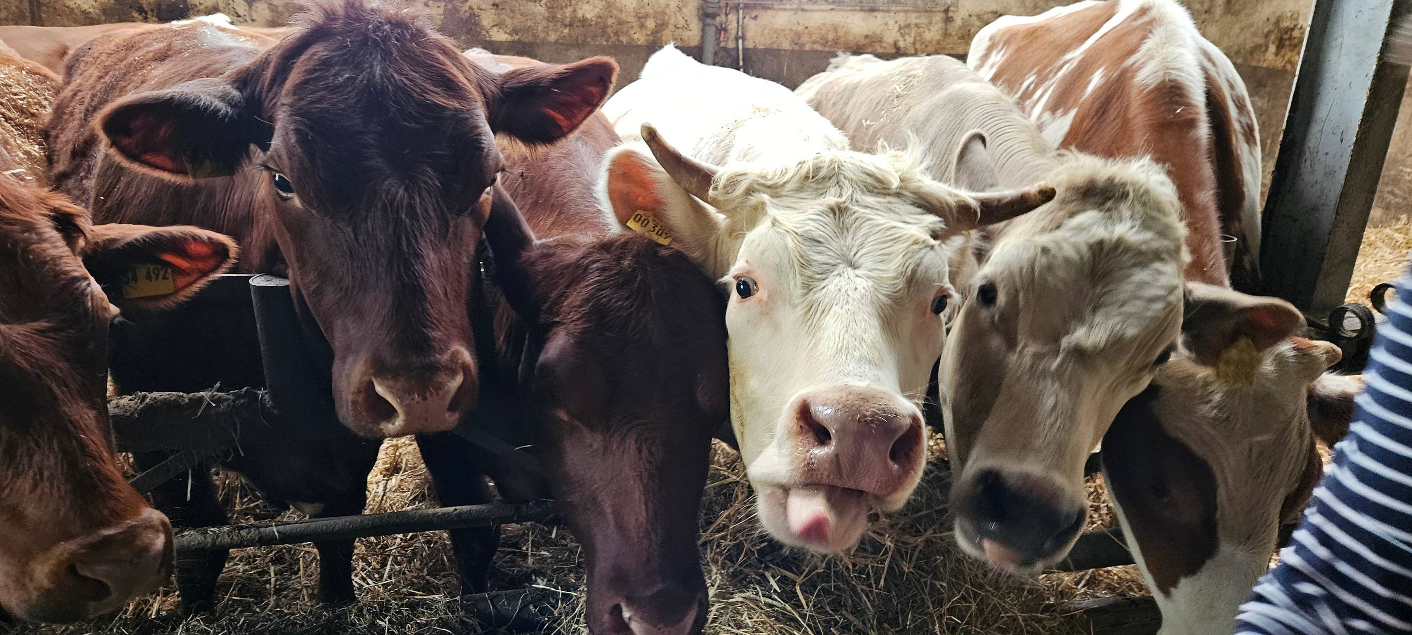 Ein Leben für Kühe in Meinerzhagener Pension