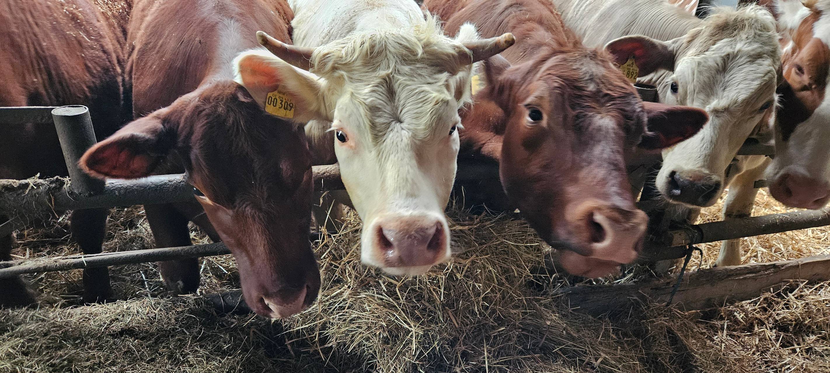 Ein Leben für Kühe in Meinerzhagener Pension