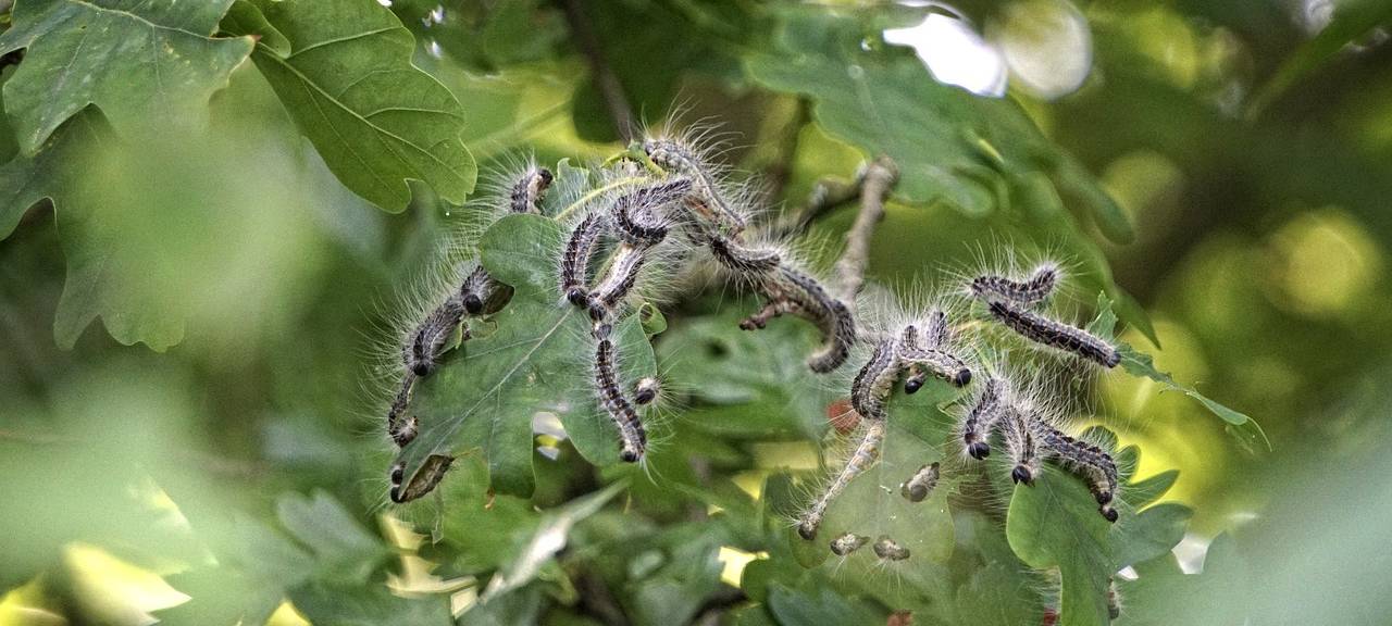 Eichenprozessionsspinner