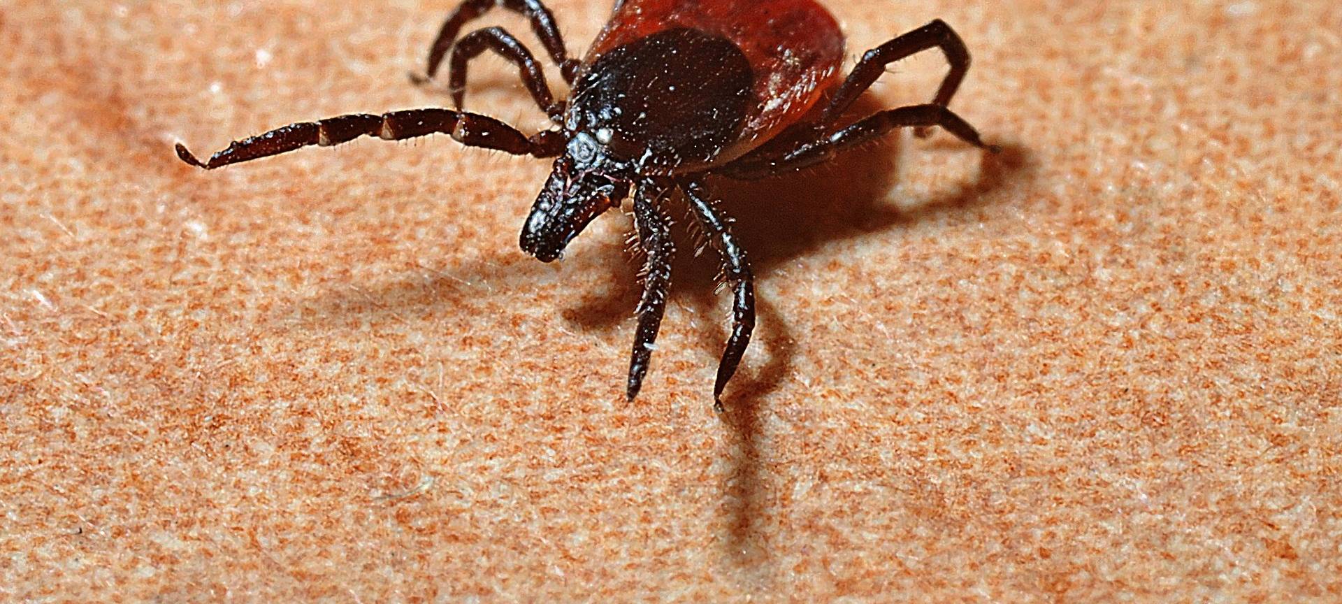 Offenbar keine Zeckenplage im Märkischen Kreis