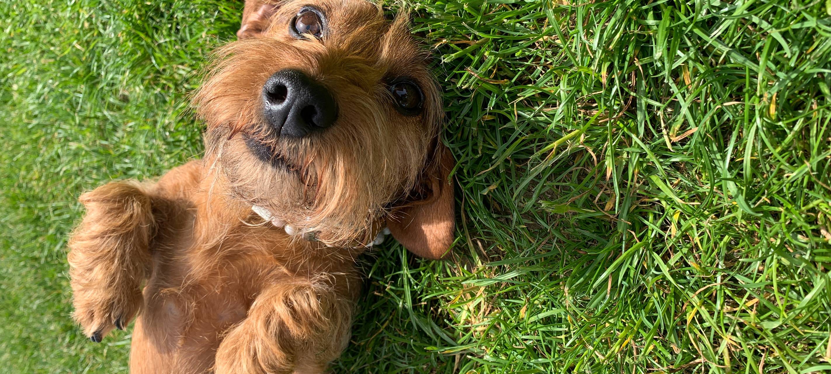 Stadt Hemer überprüft Hundebesitzer auf Anmeldung