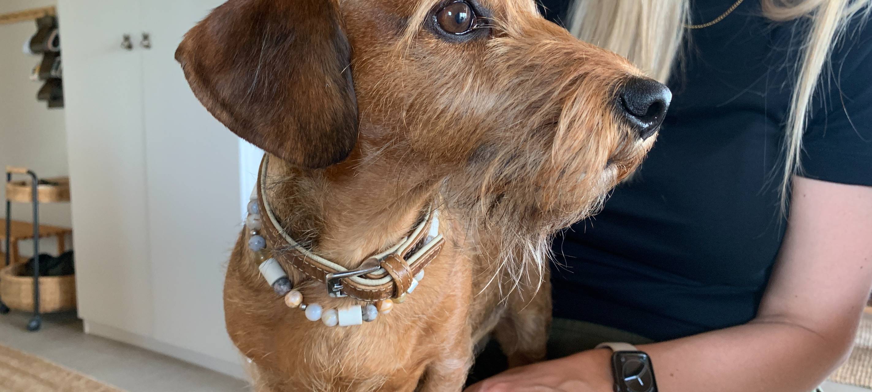 "5 Pfoten"-Auszeichnung für Ferienhaus in Schalksmühle