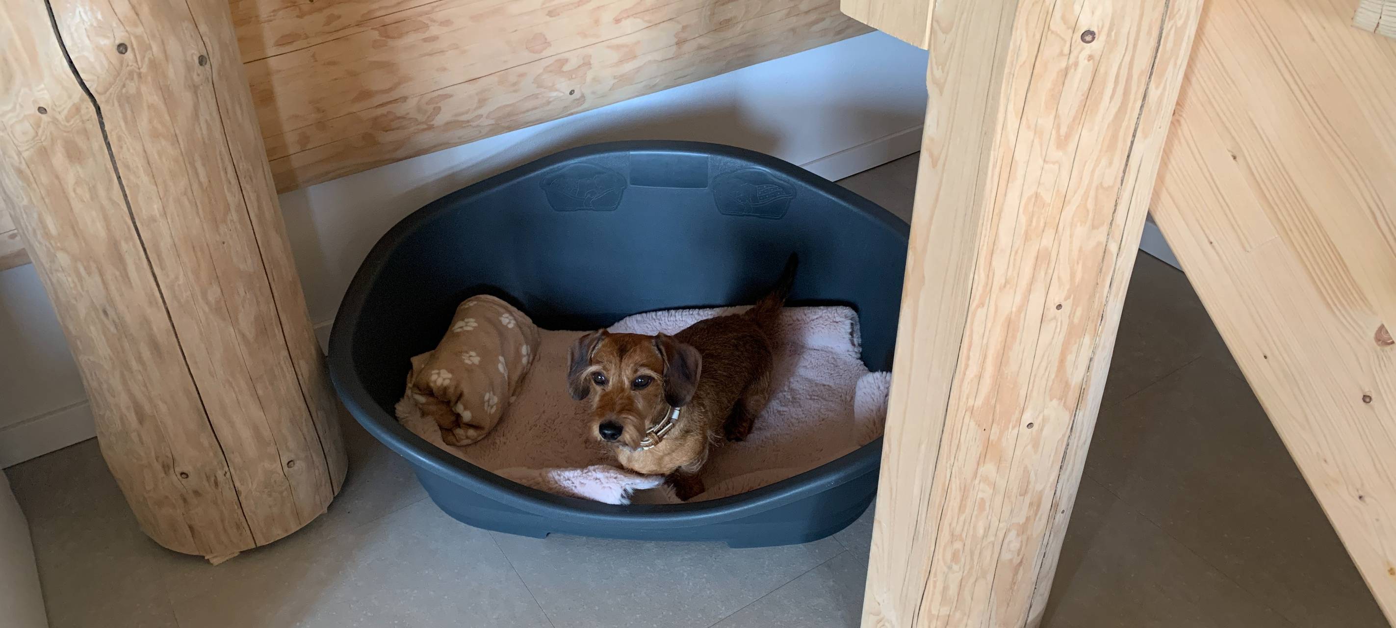 "5 Pfoten"-Auszeichnung für Ferienhaus in Schalksmühle