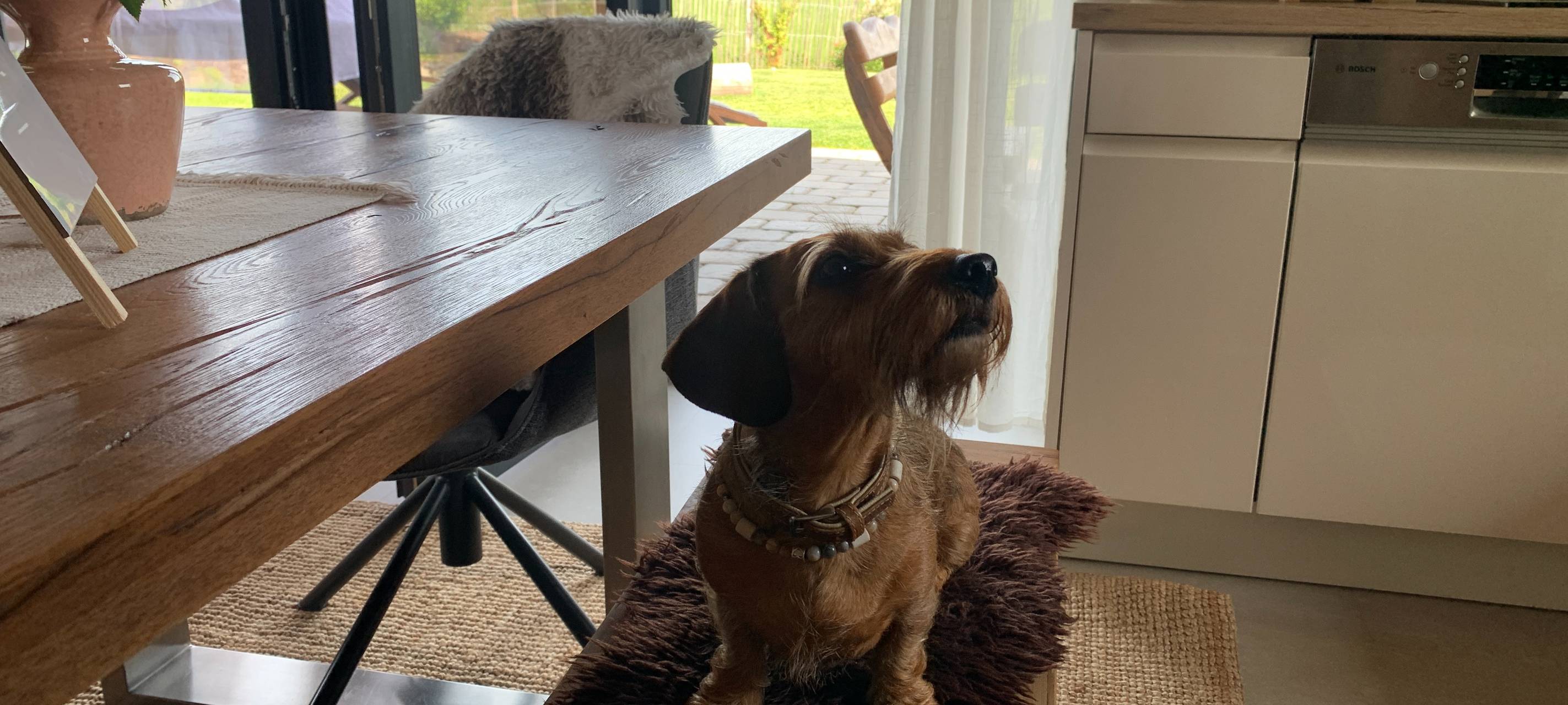 "5 Pfoten"-Auszeichnung für Ferienhaus in Schalksmühle