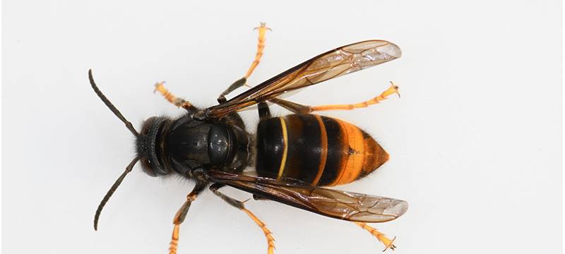 Asiatische Hornisse: Gefahr auch im Märkischen Kreis