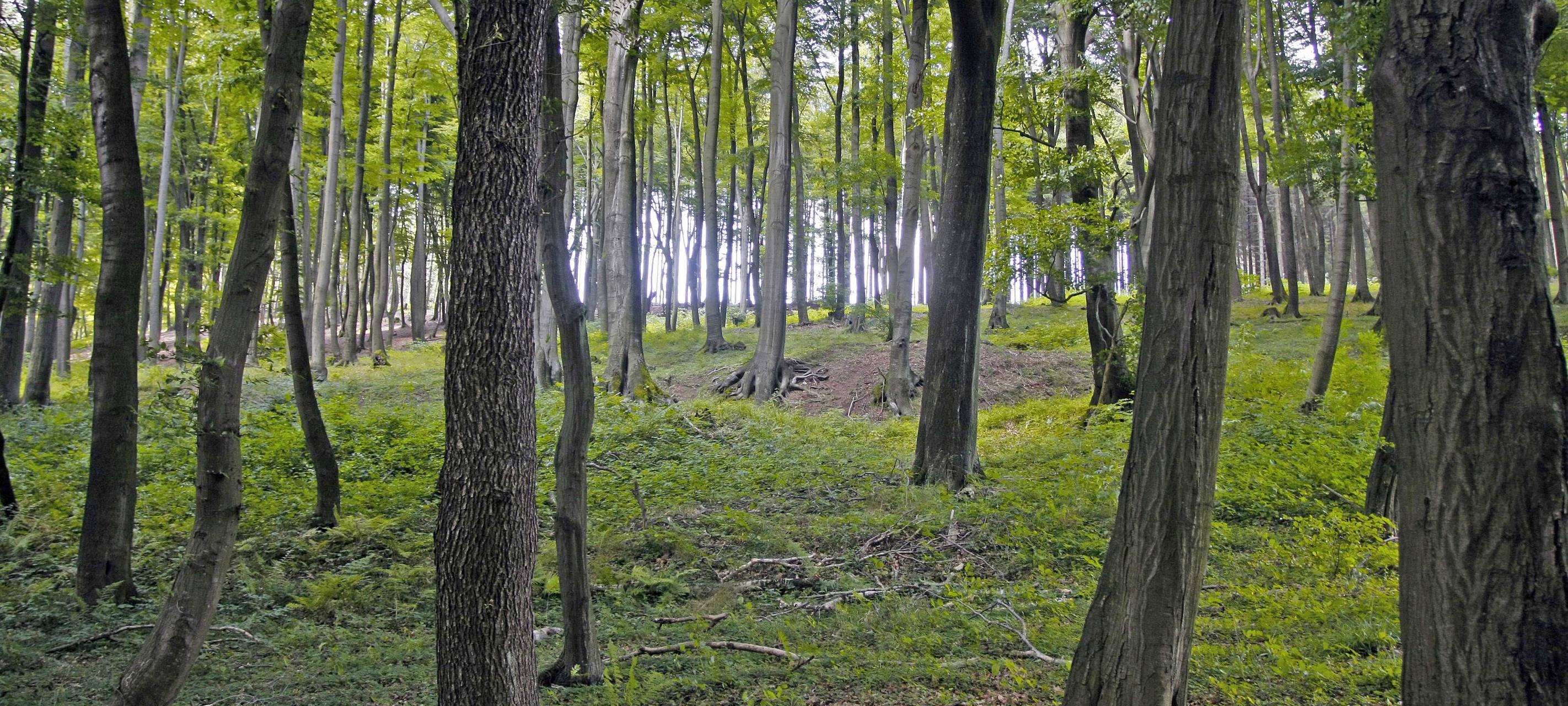 Ehrenamtliche pflanzen Bäume im Stadtwald Hemer
