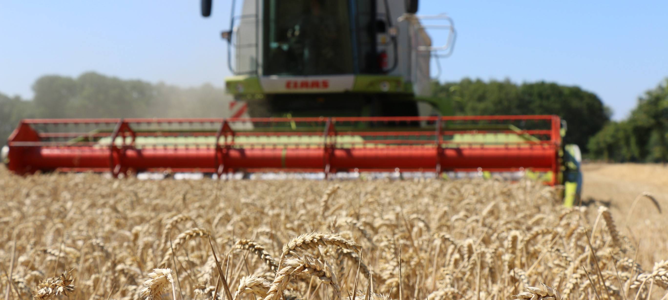 Regenreiches Sommerwetter: Wie es um die Ernte im MK steht