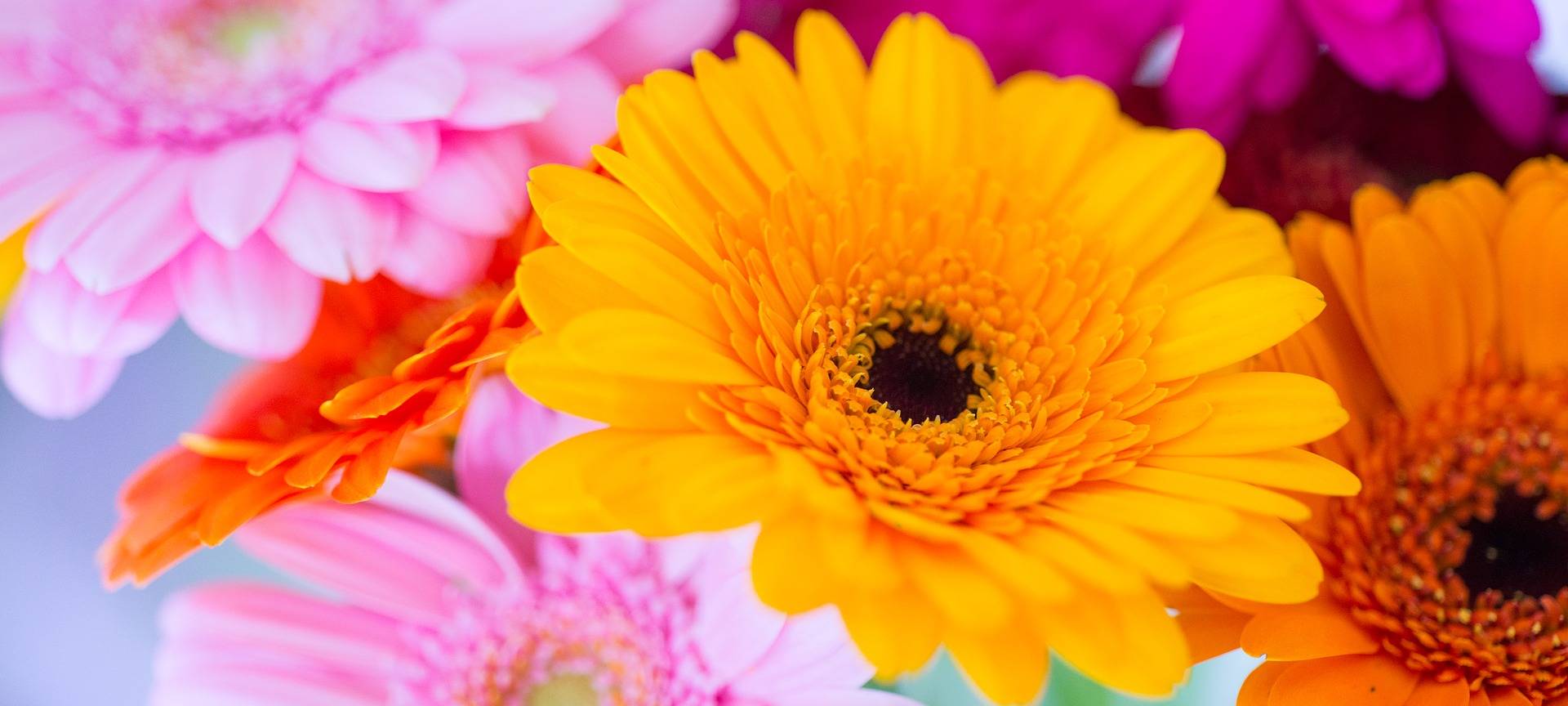 Floristen wollen mehr Geld