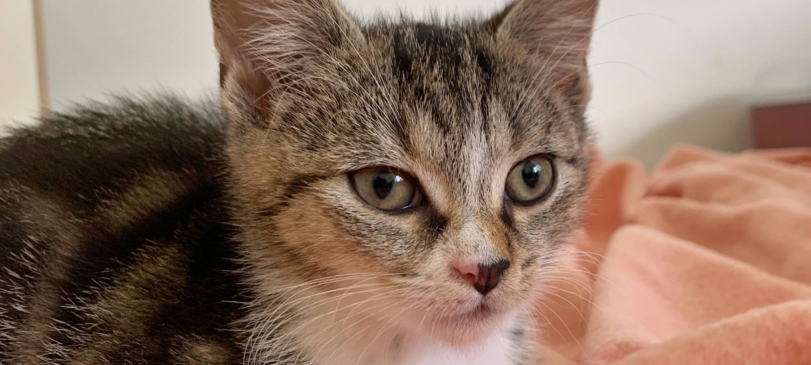 Kätzchen im Tierheim