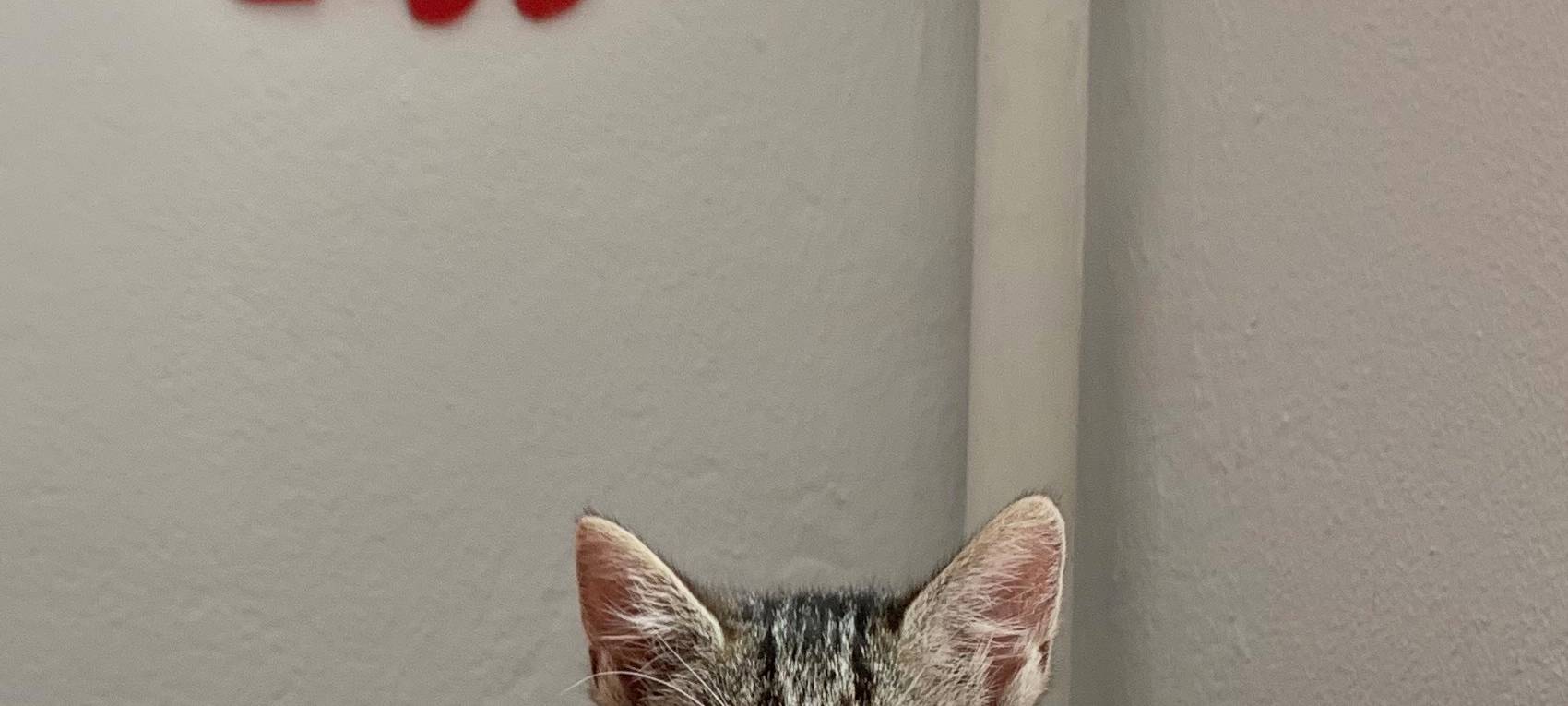 Kätzchen erobern Tierheim Dornbusch