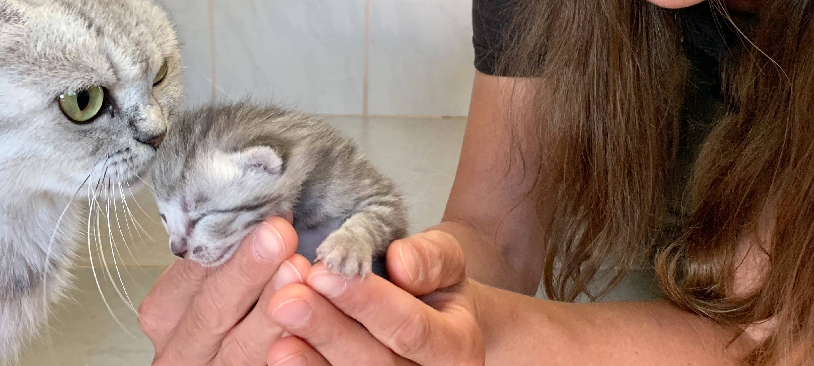 Kätzchen erobern Tierheim Dornbusch