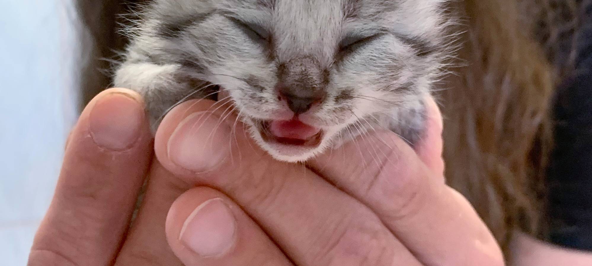 Kätzchen erobern Tierheim Dornbusch