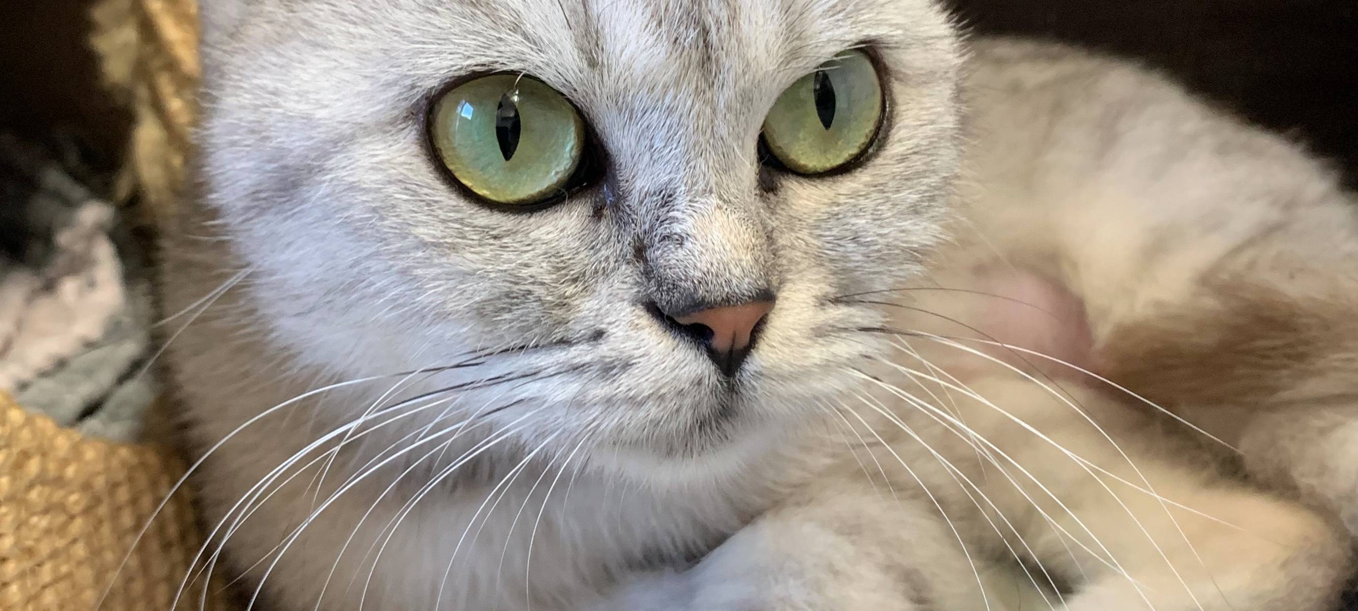 Kätzchen erobern Tierheim Dornbusch