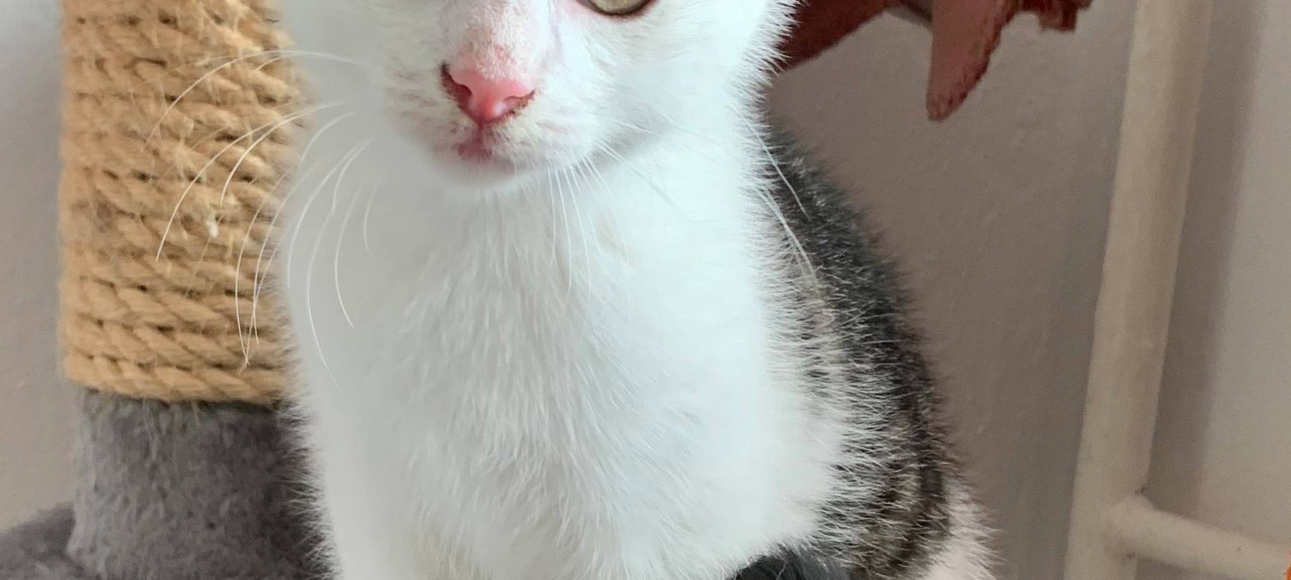 Tiere als Weihnachtsgeschenk: Das sagen Tierschützer