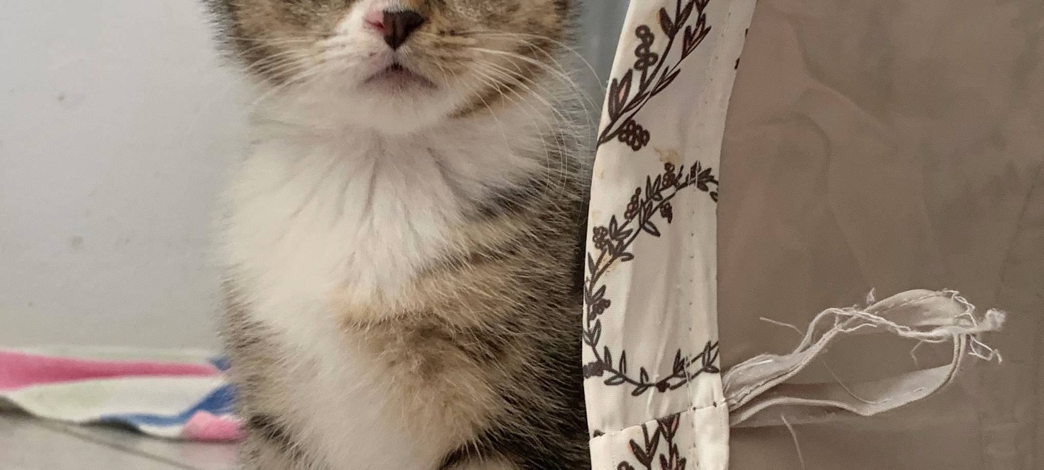 Kätzchen erobern Tierheim Dornbusch