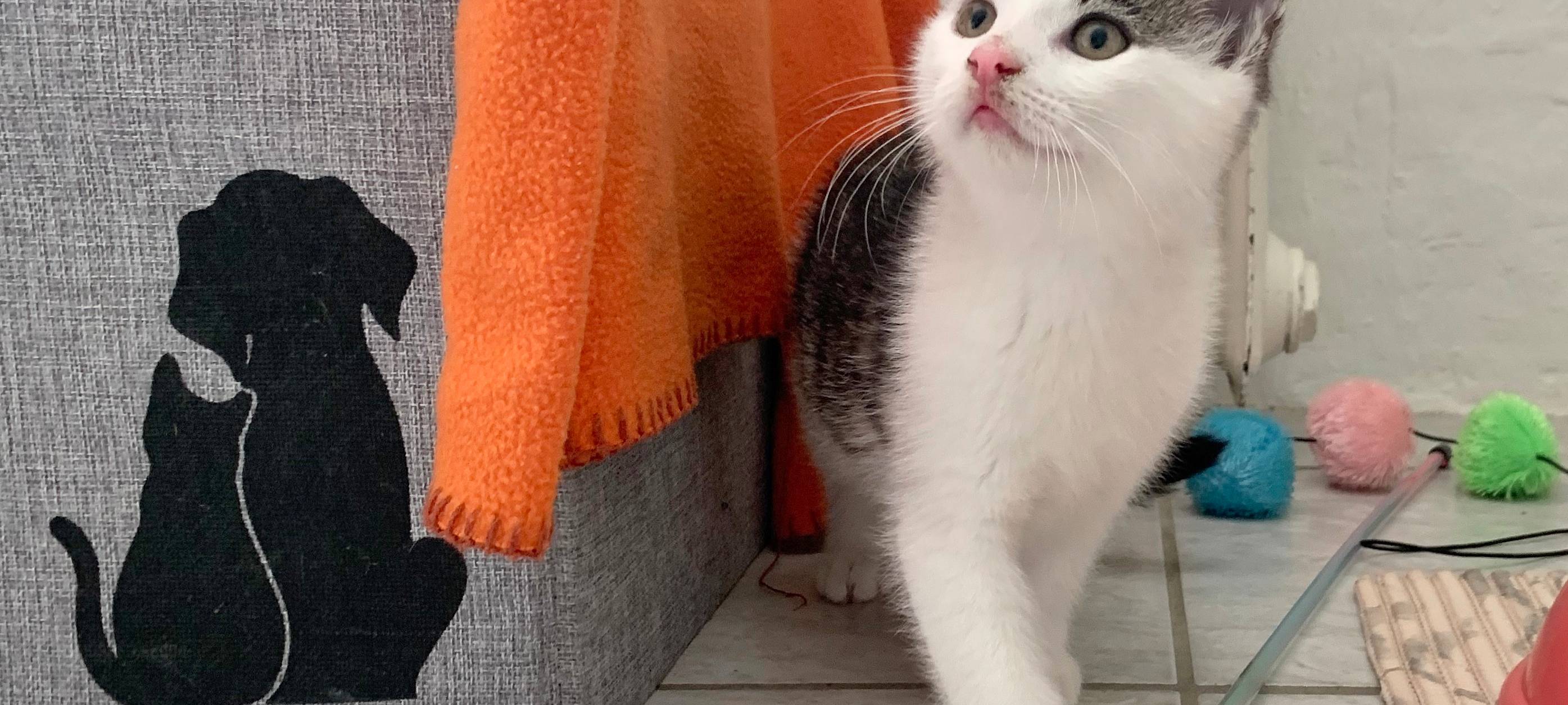 Kätzchen erobern Tierheim Dornbusch