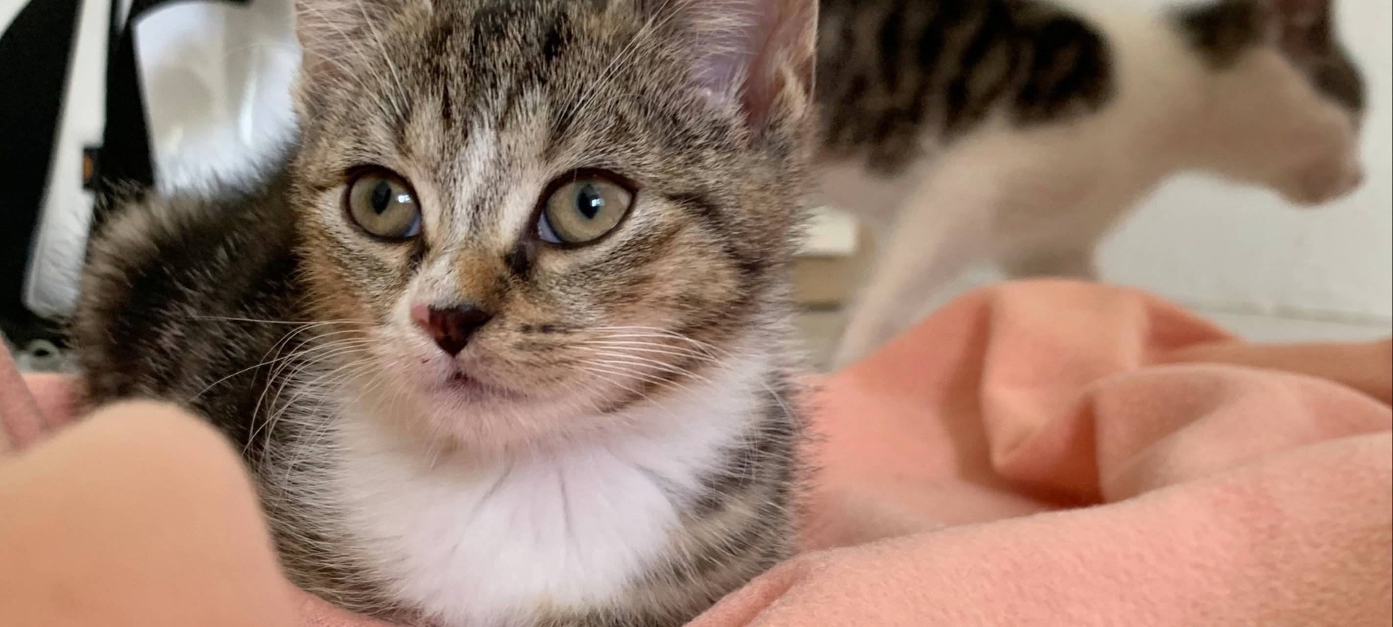 Scharfe Kritik an Katzenausstellung in Lüdenscheid