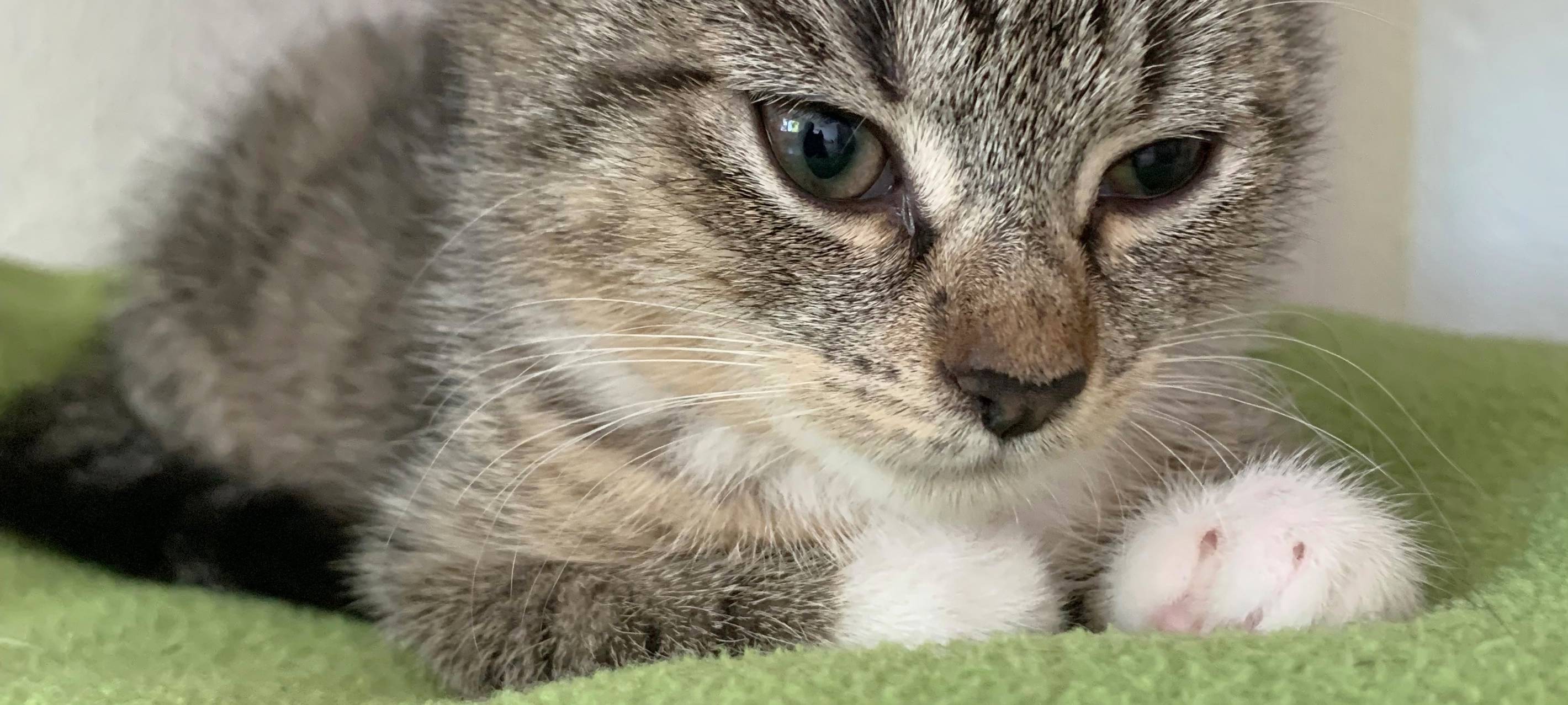 Kätzchen erobern Tierheim Dornbusch