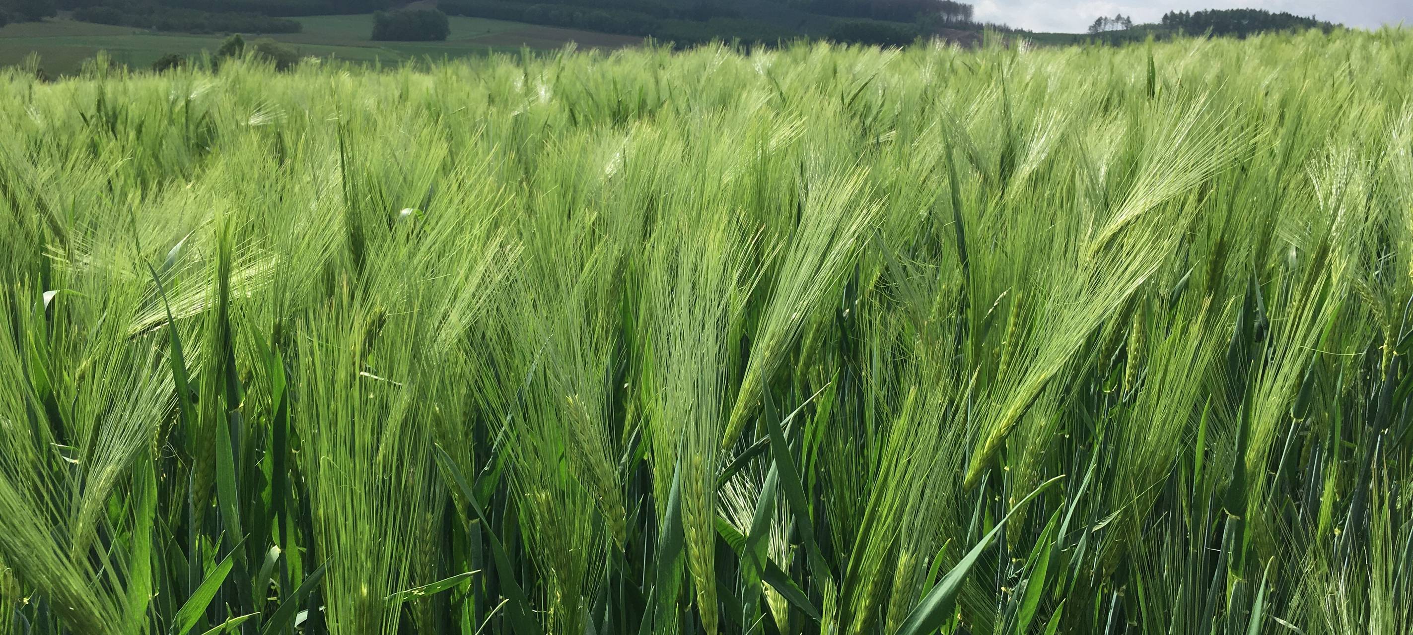 Getreideernte im Märkischen Kreis beginnt