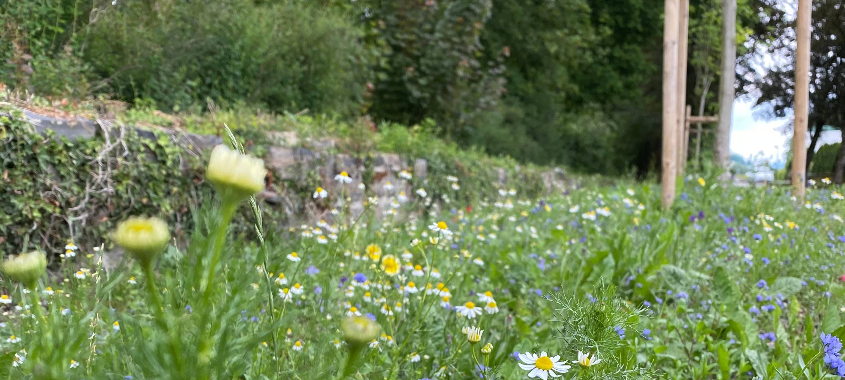 Grüne Oasen öffnen für alle